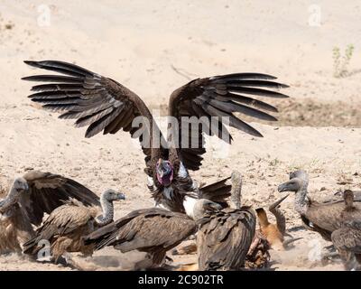 Der Erwachsene Geier mit Lappentücken, Torgos tracheliotos, auf einem Tötungsversuch im South Luangwa National Park, Sambia. Stockfoto