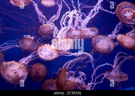 Gruppe japanischer Nesselquallen im Ozean, braun, fluoreszierend, dunkel Stockfoto