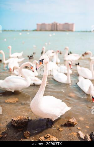 Schöne weiße Schwäne auf dem See Stockfoto