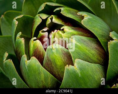 Nahaufnahme einer Globenartischocke, die in einem Garten wächst. Stockfoto