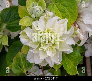 Nahaufnahme einer weißen Blume auf Kletterpflanze, clematis 'Maria Sklodowska-Curie', die im Garten wächst. Stockfoto