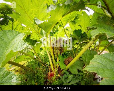 Unter der Seite der Gunnera manicata Blätter, zusammen mit stacheligen Stielen. Stockfoto