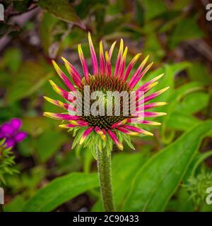 Nahaufnahme Enchinacea Purpurea 'Magnus', die in die Blüte bricht. Stockfoto