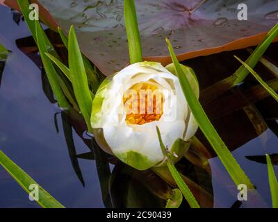 Nahaufnahme einer sich öffnenden Seerosenblüte in einem Teich. Stockfoto