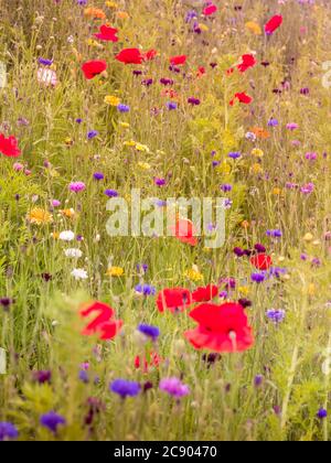 Sommer Wildlife Wiese mit Mohnblumen und Kornblumen wächst in Großbritannien Stockfoto
