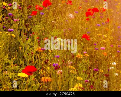 Sommer Wildlife Wiese mit Mohnblumen und Kornblumen wächst in Großbritannien Stockfoto