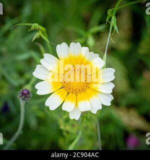 Glebionis coronaria, der gemeinsame Name Crown Daisy wächst in einem britischen Garten. Stockfoto