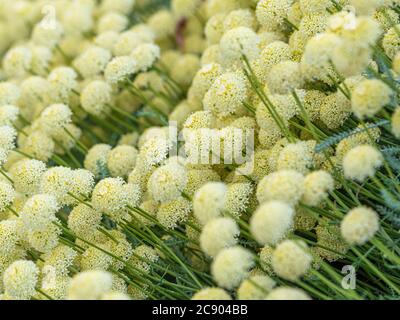 Die blassgelben Blüten Santolina pinnata subsp. Neapolitana, die im Garten wächst. Stockfoto