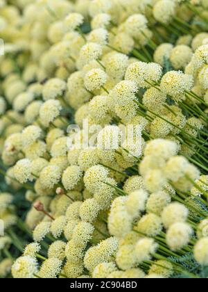 Die blassgelben Blüten Santolina pinnata subsp. Neapolitana, die im Garten wächst. Stockfoto