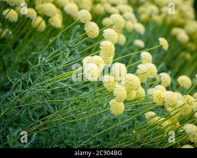 Die blassgelben Blüten Santolina pinnata subsp. Neapolitana, die im Garten wächst. Stockfoto