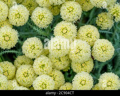 Die blassgelben Blüten Santolina pinnata subsp. Neapolitana, die im Garten wächst. Stockfoto