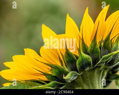 Nahaufnahme des gelben Sonnenblume Blütenblätter. Stockfoto