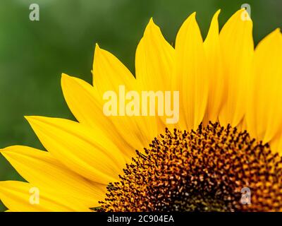 Nahaufnahme der gelben Sonnenblumenmitte und Blütenblätter. Stockfoto