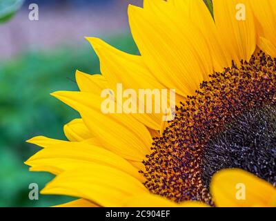 Nahaufnahme der gelben Sonnenblumenmitte und Blütenblätter. Stockfoto