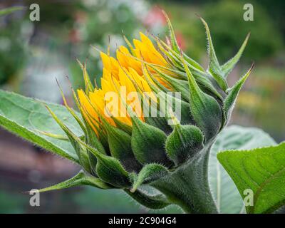 Seitenansicht Nahaufnahme einer sich öffnenden Sonnenblumenknospe. Stockfoto
