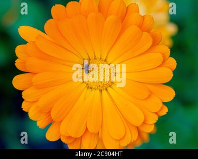 Nahaufnahme einer französischen Ringelblume mit einem winzigen blauen Condylostylus mundus in der Mitte. Stockfoto