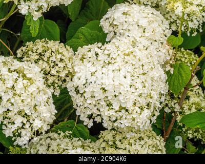 Nahaufnahme der weißen Blütenköpfe der Hortensia arborescens 'Annabelle', die in einem Garten wachsen. Stockfoto