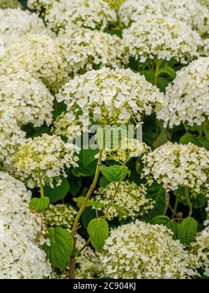 Nahaufnahme der weißen Blütenköpfe der Hortensia arborescens 'Annabelle', die in einem Garten wachsen. Stockfoto