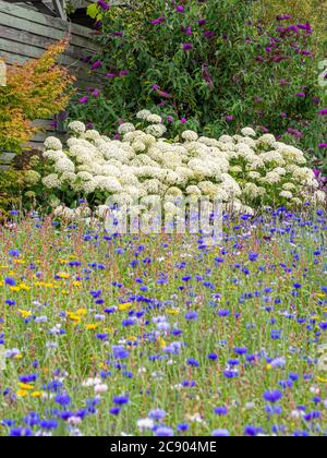 Blaue Kornblumenwiese mit weißer Hortensien 'Annabelle' im Hintergrund in einem britischen Garten. Stockfoto