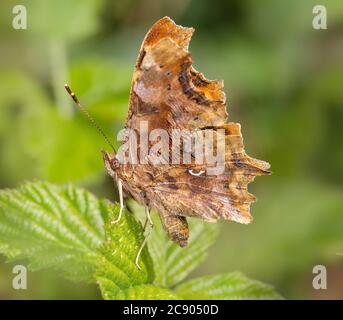 Comma Butterfly, Polygonia c-Album, Ruhepause, Sitting with Wings Up mit markantem Komma-Zeichen, auf EINEM Bramble Leaf. Aufgenommen in Longham Lakes UK Stockfoto