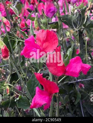 Lathyrus 'Duo Salmon' Stockfoto