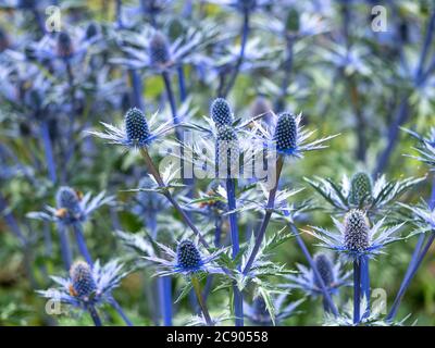 Blumen und Hochblätter von Seeteusche, Eryngium x zabelii Sorte Big Blue Stockfoto
