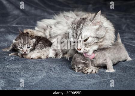 Die Katze leckt auf die Jungtiere, die graue Katzenmumie der Rasse schischnschil liegt auf der grauen Abdeckung und wäscht die kleinen Jungtiere. Stockfoto