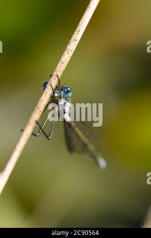 Makrokopf auf Aufnahme einer smaragdgrünen Damselfliege, Lestes sponsa, Halten auf EINEM Schilf. Aufgenommen bei Stanpit Marsh UK Stockfoto