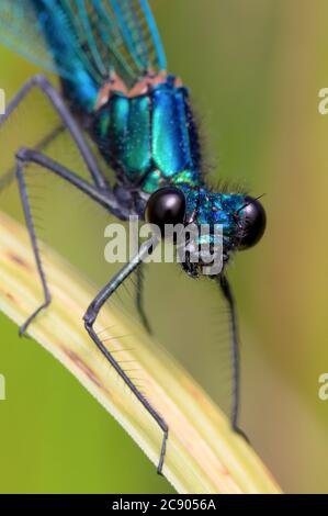 Makro Kopf auf Aufnahme EINES männlichen schönen Demoiselle Damselfly, Calopteryx jungfrau, ruht auf EINEM Schilf. Aufgenommen im Moors Valley UK Stockfoto