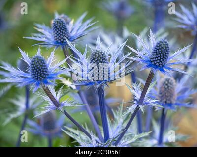 Nahaufnahme der Blumen und Hochblätter von Seeteusche, Eryngium x zabelii Sorte Big Blue Stockfoto