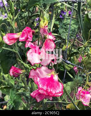 Lathryus odoratus ‘Linda Carole’ wächst bis zu einer Höhe von 200cm, mit hellvioletten Blüten mit einem leichten Duft. Es wird schnell ein Spalier oder Obel klettern Stockfoto