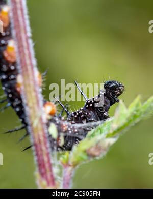Makro eines Pfauenfalters Caterpillar, Aglais io, sitzend auf EINEM stechenden Brennnesselblatt. Aufgenommen in Longham Lakes UK Stockfoto