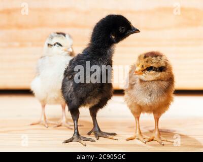 Drei kleine bunte Hühner eines Hahns auf einem hölzernen Hintergrund. Stockfoto