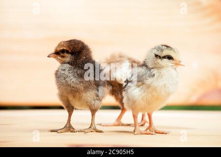 Drei kleine bunte Hühner eines Hahns auf einem hölzernen Hintergrund. Stockfoto