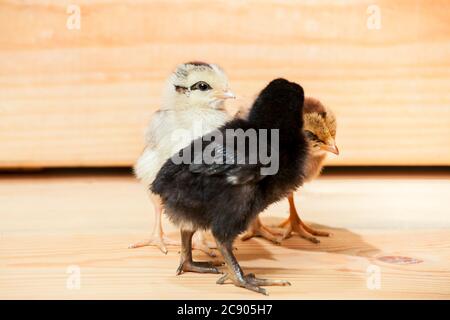 Drei kleine bunte Hühner eines Hahns auf einem hölzernen Hintergrund. Stockfoto