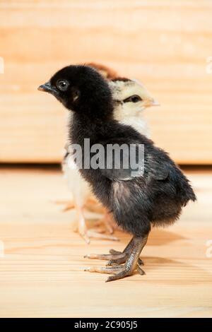 Drei kleine bunte Hühner eines Hahns auf einem hölzernen Hintergrund. Stockfoto