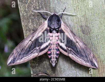 Privet Hawk Moth, Sphinx ligustri, ruht auf EINEM Stück Holz mit seinen Flügeln auseinander zeigt den rosa Bauch. Aufgenommen in Blashford Lakes UK Stockfoto