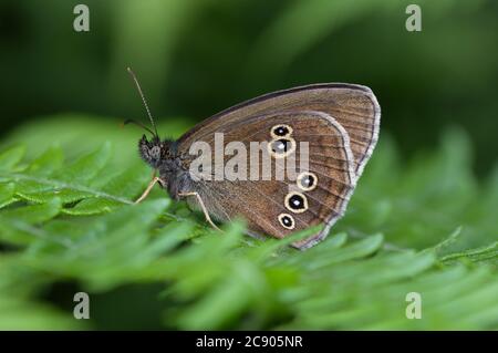 Nahaufnahme EINES Ringlet Butterfly, Aphantopus hyperantus, ruhend, sitzend auf EINEM Fern Leaf. VEREINIGTES KÖNIGREICH Stockfoto
