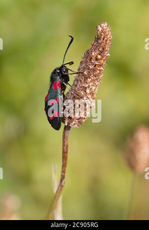 Seitenansicht EINER sechs-Punkt-Burnett-Motte, Zygaena filipendulae, die auf EINEM Graskernkopf hält. Aufgenommen in Hatch Pond Poole UK Stockfoto