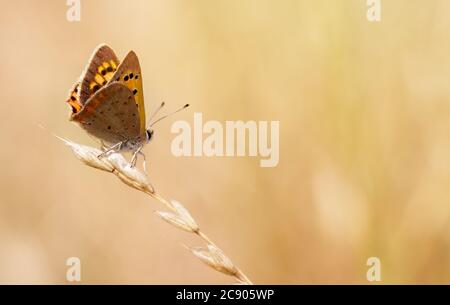 Kleiner kupferfarbener Schmetterling, Lycaena phlaeas, sitzend auf einem Grasbaum gegen EINEN diffusen Hintergrund von Grassland. Aufgenommen bei Stanpit Marsh UK Stockfoto