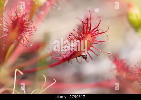 Makroaufnahme EINES Blattes einer Rundblättrigen Sonnentaue, Drosera rotundifolia, zeigt seine Ranken mit klebriger sap. Aufgenommen in Sopley Common uk Stockfoto