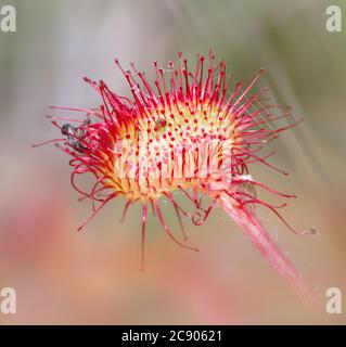 Makro EINER fleischfressenden Rundblättrigen Sonnentaue, Drosera rotundifolia, zeigt seine Ranken mit klebriger SAP und EINEM gefangenen Insekt. Aufgenommen in Sopley Common U