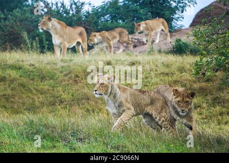 Zwei verspielte afrikanische Löwenjungen (Panthera leo) im Freien im West Midland Safari Park UK, da der Stolz der Familie auf dem Vorbeigehen ist. Große Katzen in Gefangenschaft. Stockfoto