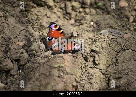 Europäischer Pfauenschmetterling hat rostige rote Flügel jede Flügelspitze trägt schwarze blaue und gelbe Augenflecken. Ihre Unterseite ist kryptisch dunkelbraun gefärbt. Stockfoto