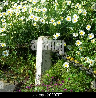 'Daisy Chain' Wilde Ochsenaugen-Gänseblümchen am Rande des Kirchhofs in Welby. Stockfoto