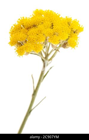 Helichrysum Blüten isoliert auf weißem Hintergrund Stockfoto