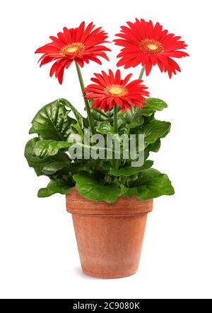 Rote Gerbera Pflanze in Vase isoliert auf weißem Hintergrund Stockfoto