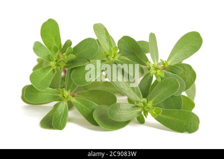 Gewöhnlicher purslane Zweig isoliert auf weißem Hintergrund Stockfoto