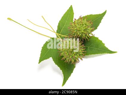 Amerikanisches Süßgummiblatt mit Früchten isoliert auf weiß Stockfoto