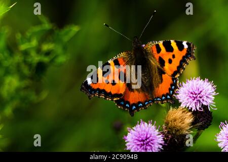 Ein kleiner Schildkrötenbauch Schmetterling sammelt Pollen von einer Distelblume Stockfoto